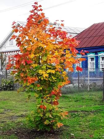 Осенние - Фотоконкурс в 10 классе